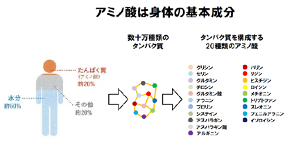 アミノ酸は身体の基本成分